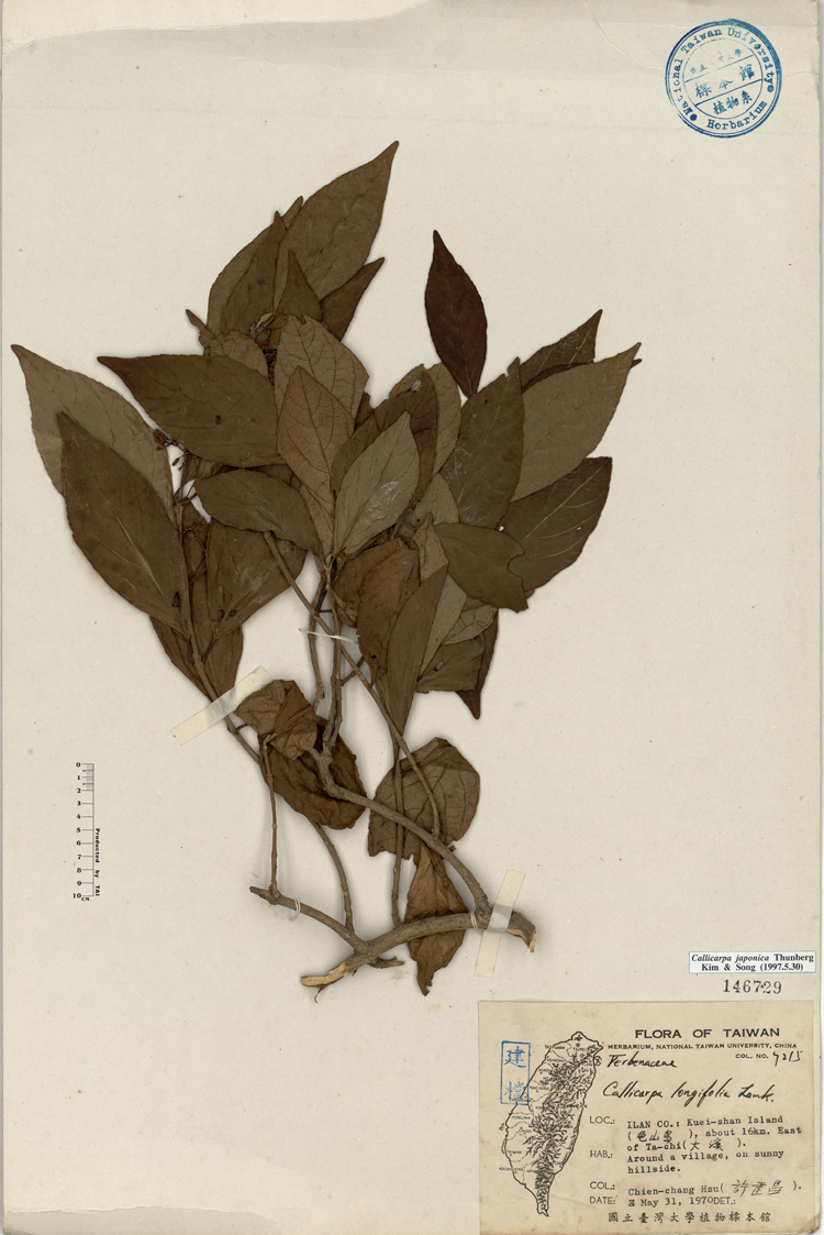 中文種名:朝鮮紫珠學名:Callicarpa longifolia Lamk.俗名:朝鮮紫珠俗名（英文）:朝鮮紫珠