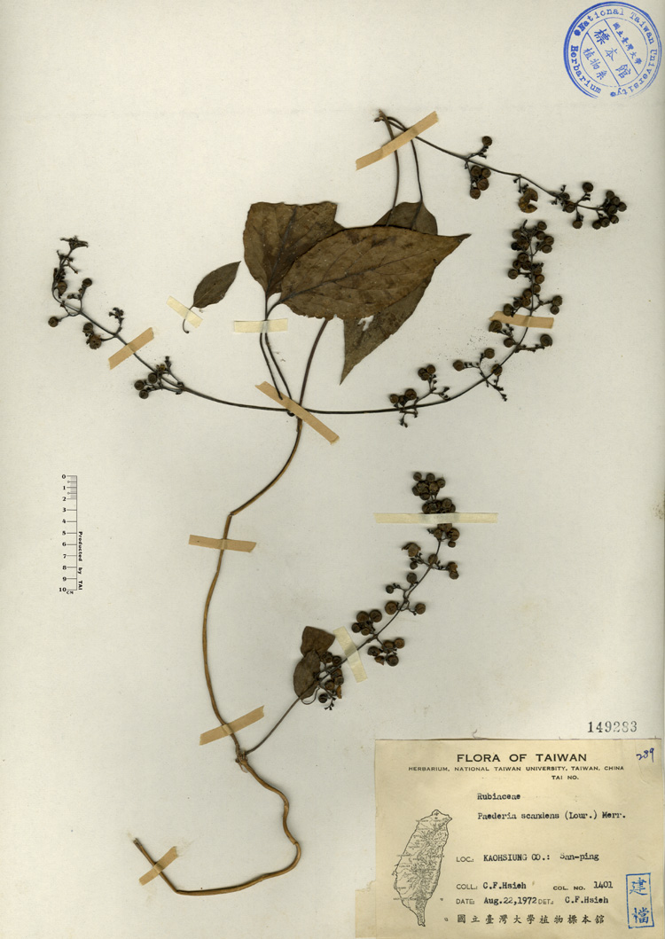 中文種名:雞屎藤學名:Paederia scandens (Lour.) Merr.俗名:雞屎藤俗名（英文）:雞屎藤