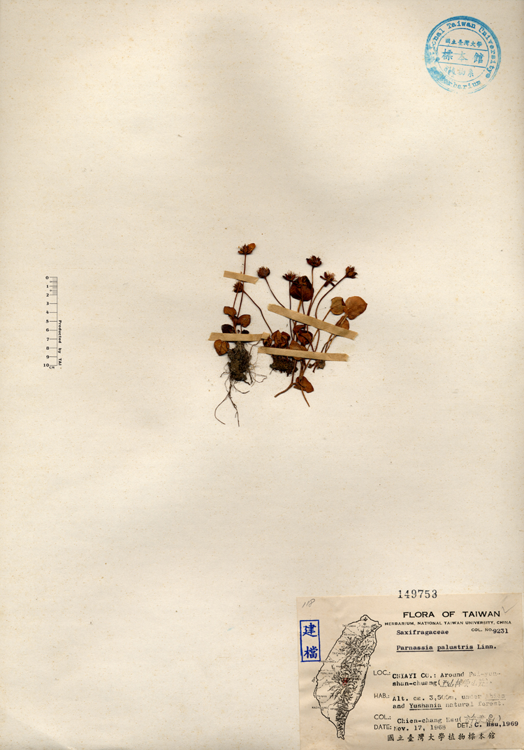 中文種名:梅花草學名:Parnassia palustris Linn.俗名:梅花草俗名（英文）:梅花草