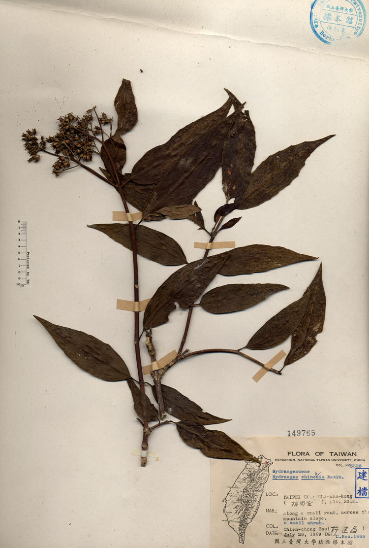 中文種名:華八仙學名:Hydrangea chinensis Maxim.俗名:華八仙俗名（英文）:華八仙