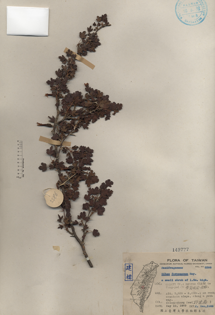 中文種名:台灣茶藨子學名:Ribes formosanum Hay.俗名:台灣茶藨子俗名（英文）:台灣茶藨子