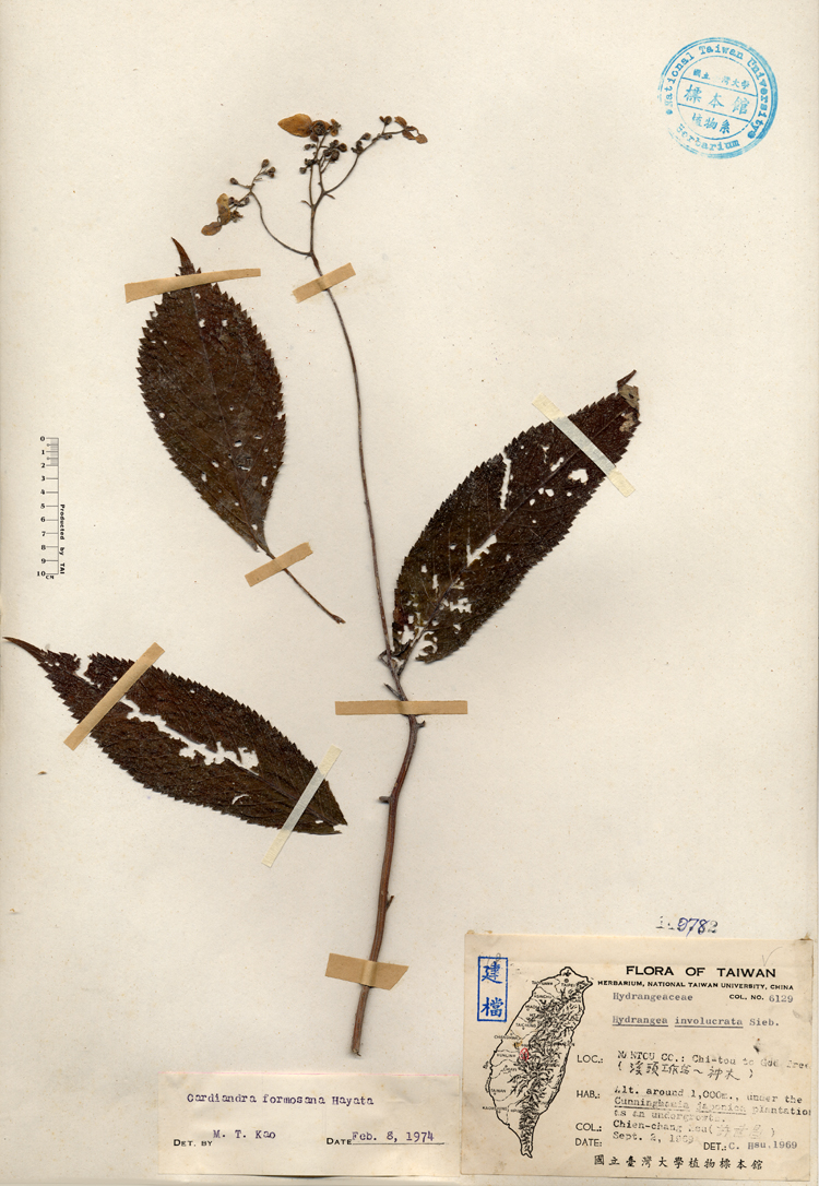 中文種名:台灣草紫陽花學名:Hydrangea involucrata Sieb.俗名:台灣草紫陽花俗名（英文）:台灣草紫陽花