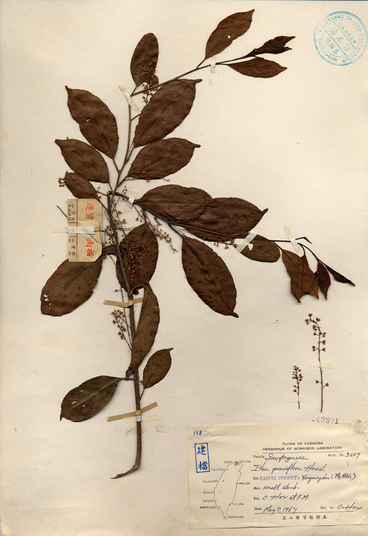 中文種名:小花鼠刺學名:Itea parviflora Hemsl.俗名:小花鼠刺俗名（英文）:小花鼠刺