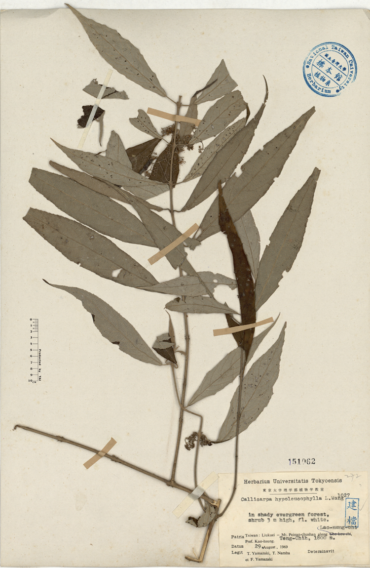 中文種名:灰背葉紫珠學名:Callicarpa hypoleucophylla L. Wang俗名:灰背葉紫珠俗名（英文）:灰背葉紫珠