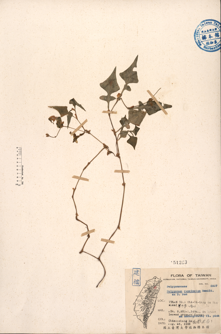 中文種名:散血丹學名:Polygonum runcinatum Buch.-Ham.俗名:散血丹俗名（英文）:散血丹