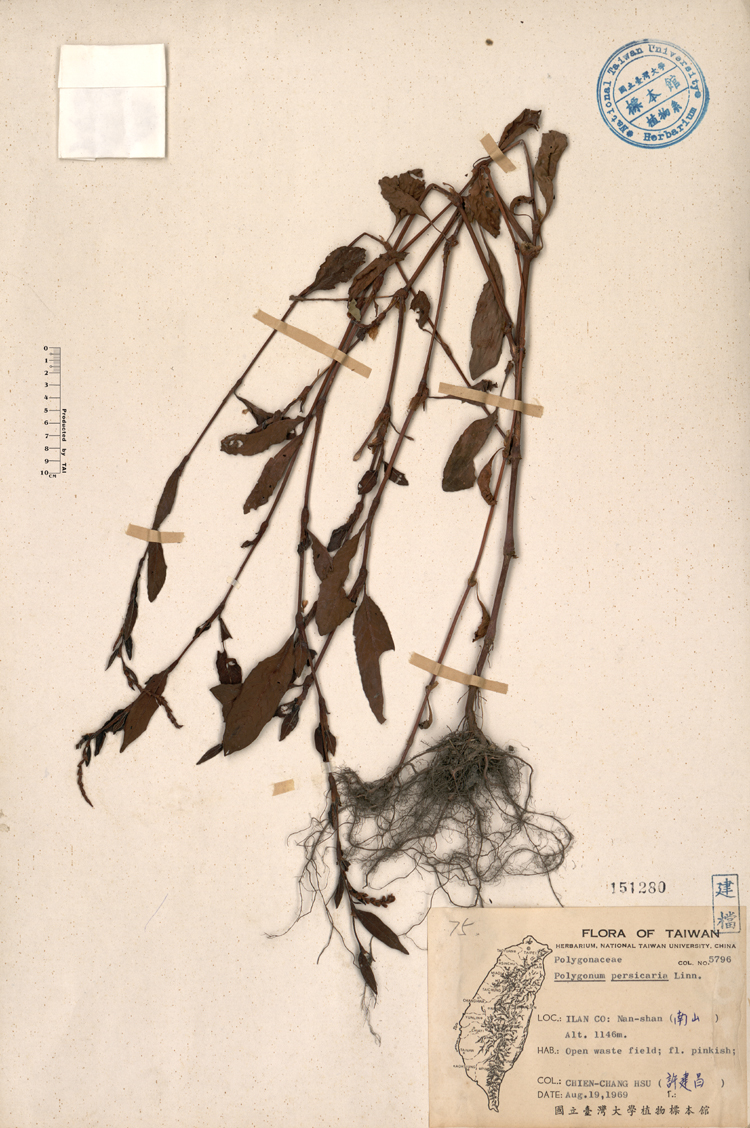中文種名:春蓼學名:Polygonum persicaria Linn.俗名:春蓼俗名（英文）:春蓼
