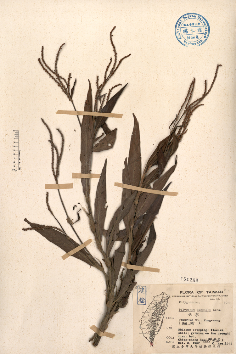 中文種名:毛蓼學名:Polygonum barbatum L.俗名:毛蓼俗名（英文）:毛蓼