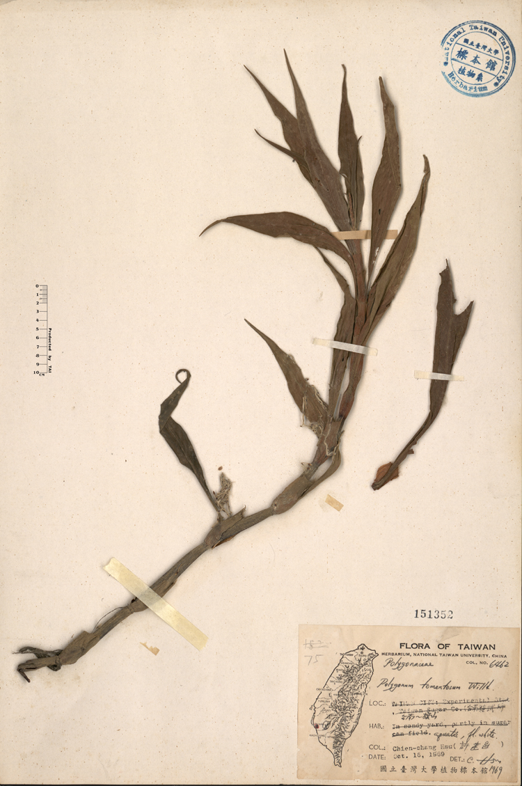 中文種名:絨毛蓼學名:Polygonum tomentosum Willd.俗名:絨毛蓼俗名（英文）:絨毛蓼
