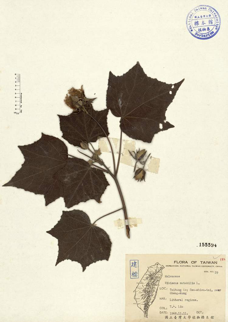 中文種名:山芙蓉學名:Hibiscus mutabilis L.俗名:山芙蓉俗名（英文）:山芙蓉