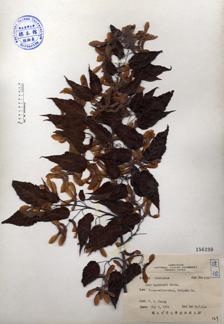 中文種名:尖葉槭學名:Acer kawakamii Koidz.俗名:尖葉槭俗名（英文）:尖葉槭