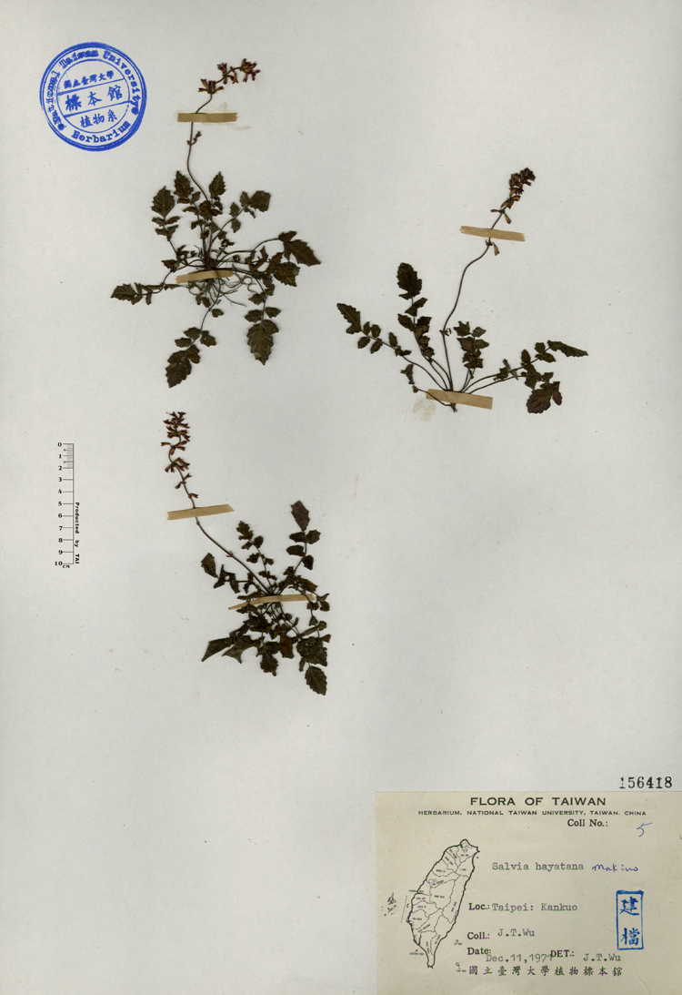 中文種名:早田氏鼠尾草學名:Salvia hayatana Makino俗名:早田氏鼠尾草俗名（英文）:早田氏鼠尾草