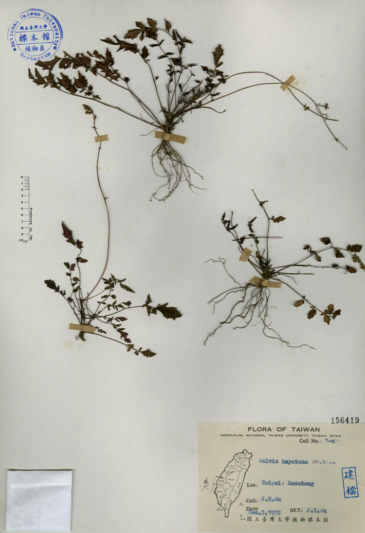 中文種名:早田氏鼠尾草學名:Salvia hayatana Makino俗名:早田氏鼠尾草俗名（英文）:早田氏鼠尾草