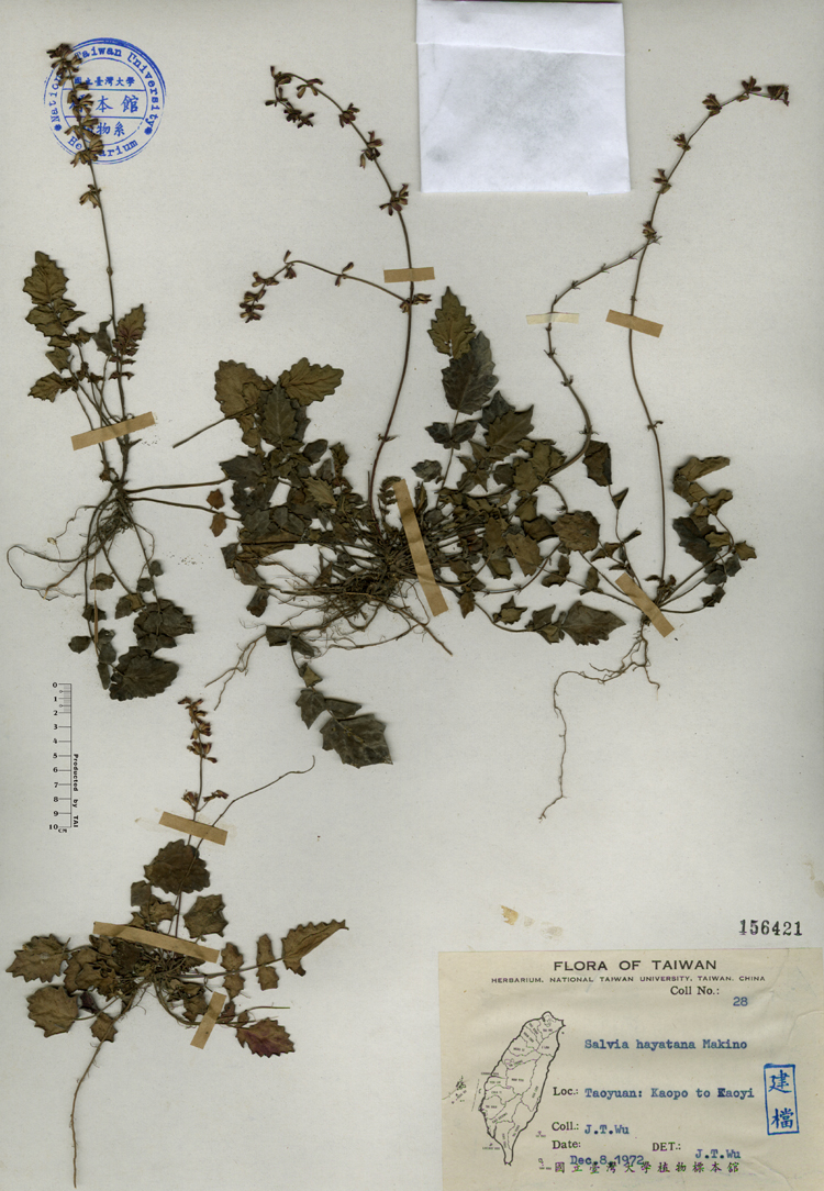 中文種名:早田氏鼠尾草學名:Salvia hayatana Makino俗名:早田氏鼠尾草俗名（英文）:早田氏鼠尾草