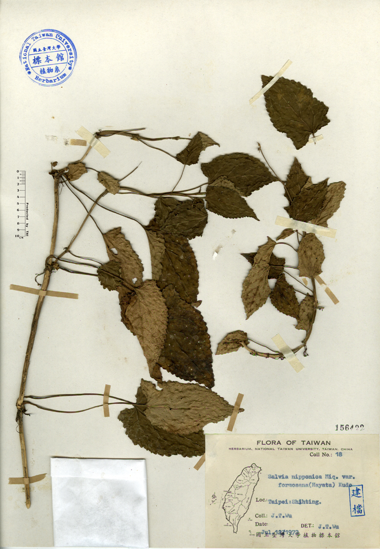 中文種名:黃花鼠尾草學名:Salvia nipponica Miq. var. formosana Kudo俗名:黃花鼠尾草俗名（英文）:黃花鼠尾草