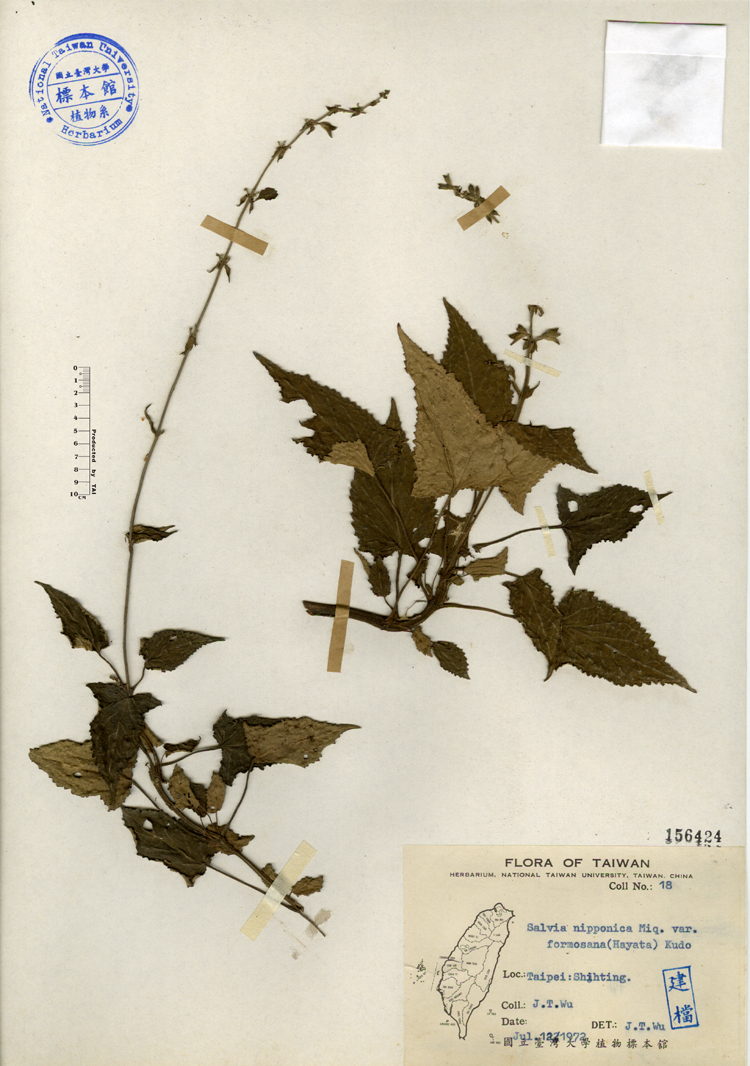 中文種名:黃花鼠尾草學名:Salvia nipponica Miq. var. formosana Kudo俗名:黃花鼠尾草俗名（英文）:黃花鼠尾草