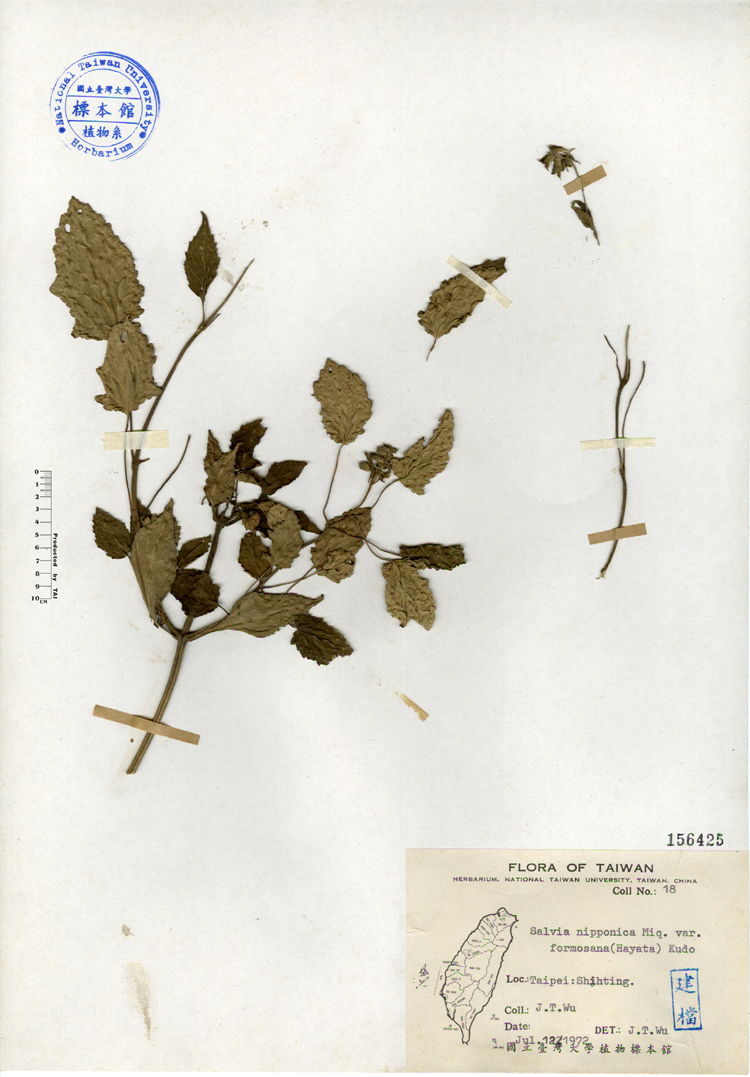中文種名:黃花鼠尾草學名:Salvia nipponica Miq. var. formosana Kudo俗名:黃花鼠尾草俗名（英文）:黃花鼠尾草
