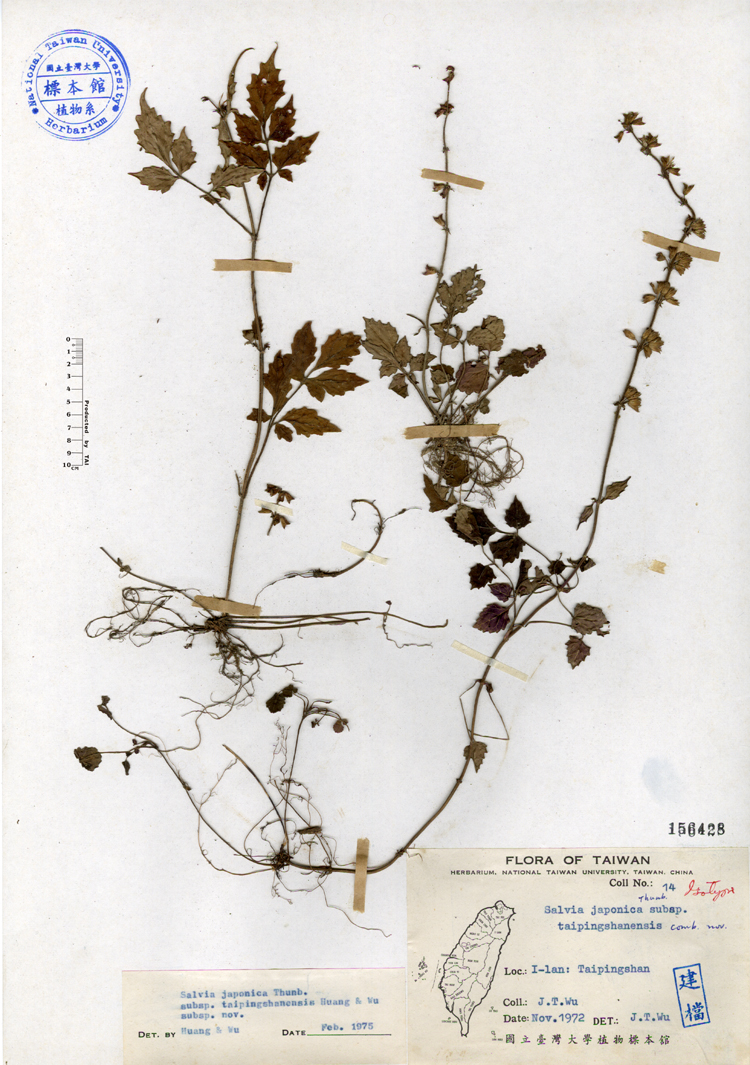 中文種名:台灣紫花鼠尾草學名:Salvia japonica Thunb. subsp. taipingshanensis comb. nov.俗名:台灣紫花鼠尾草俗名（英文）:台灣紫花鼠尾草