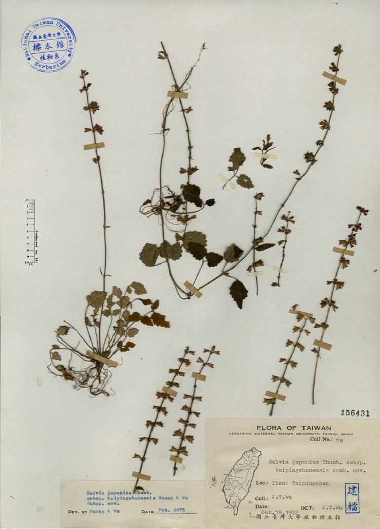 中文種名:台灣紫花鼠尾草學名:Salvia japonica Thunb. subsp. taipingshanensis comb. nov.俗名:台灣紫花鼠尾草俗名（英文）:台灣紫花鼠尾草