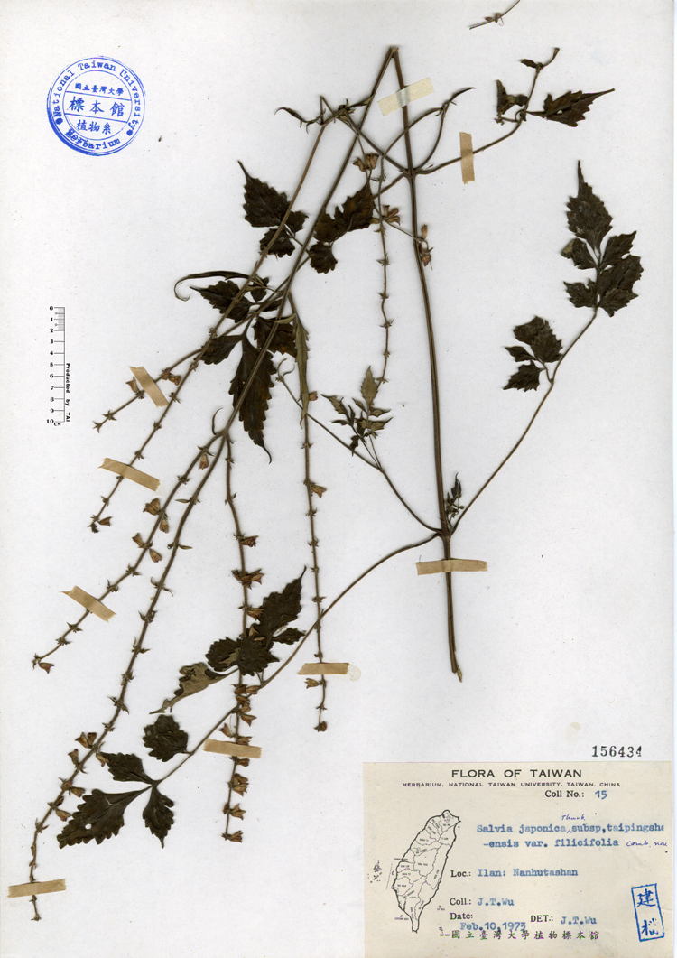 中文種名:台灣紫花鼠尾草學名:Salvia japonica Thunb. subsp. taipingshanensis var. filicifolia comb. nov.俗名:台灣紫花鼠尾草俗名（英文）:台灣紫花鼠尾草