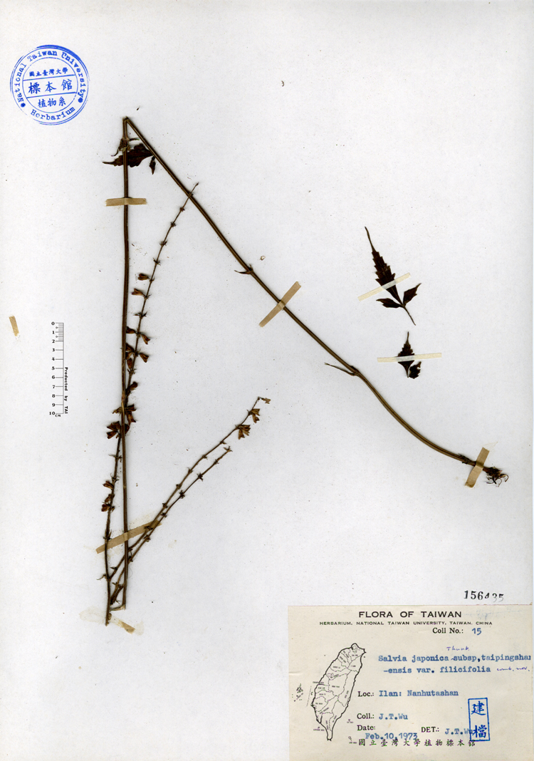 中文種名:台灣紫花鼠尾草學名:Salvia japonica Thunb. subsp. taipingshanensis var. filicifolia comb. nov.俗名:台灣紫花鼠尾草俗名（英文）:台灣紫花鼠尾草