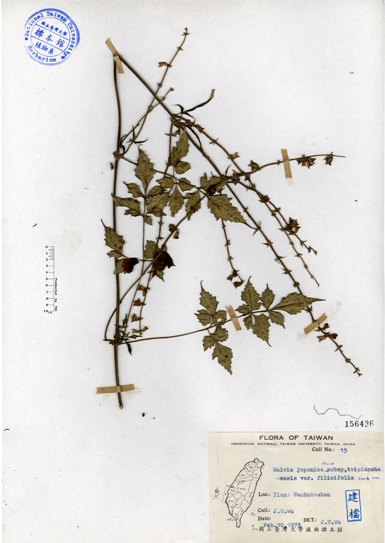 中文種名:台灣紫花鼠尾草學名:Salvia japonica Thunb. subsp. taipingshanensis var. filicifolia comb. nov.俗名:台灣紫花鼠尾草俗名（英文）:台灣紫花鼠尾草
