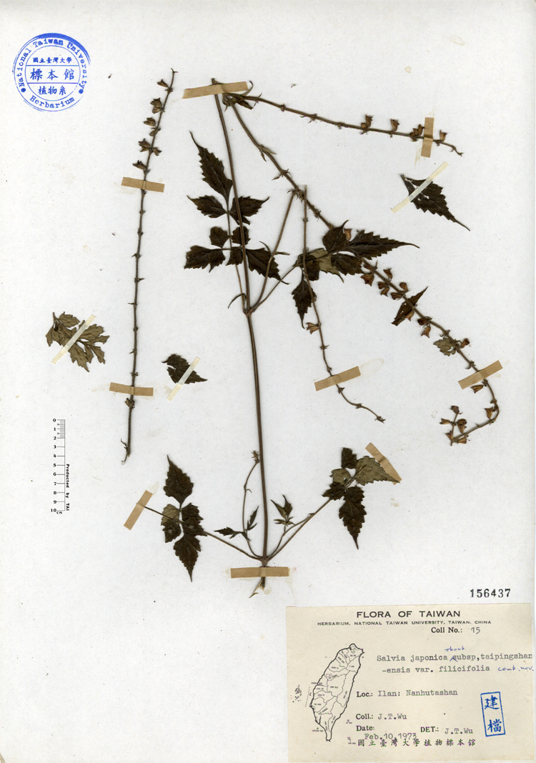 中文種名:台灣紫花鼠尾草學名:Salvia japonica Thunb. subsp. taipingshanensis var. filicifolia comb. nov.俗名:台灣紫花鼠尾草俗名（英文）:台灣紫花鼠尾草