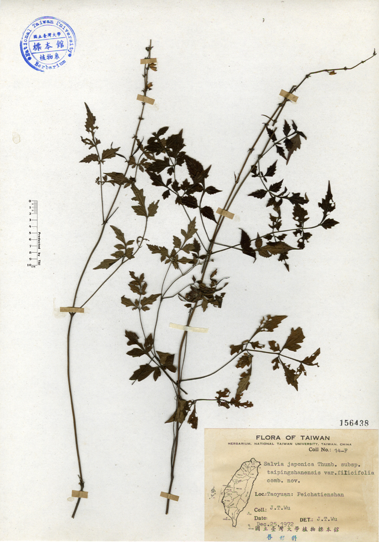 中文種名:台灣紫花鼠尾草學名:Salvia japonica Thunb. subsp. taipingshanensis var. filicifolia comb. nov.俗名:台灣紫花鼠尾草俗名（英文）:台灣紫花鼠尾草