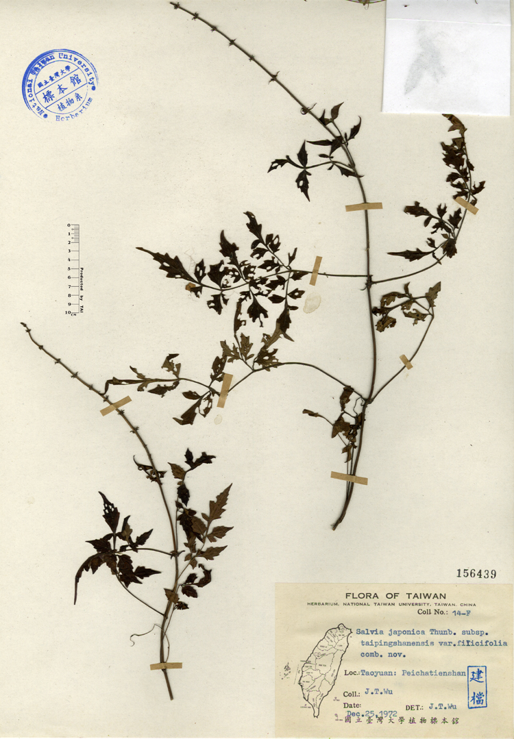 中文種名:台灣紫花鼠尾草學名:Salvia japonica Thunb. subsp. taipingshanensis var. filicifolia comb. nov.俗名:台灣紫花鼠尾草俗名（英文）:台灣紫花鼠尾草
