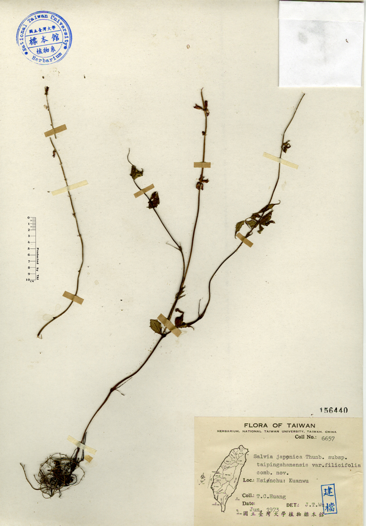 中文種名:台灣紫花鼠尾草學名:Salvia japonica Thunb. subsp. taipingshanensis var. filicifolia comb. nov.俗名:台灣紫花鼠尾草俗名（英文）:台灣紫花鼠尾草