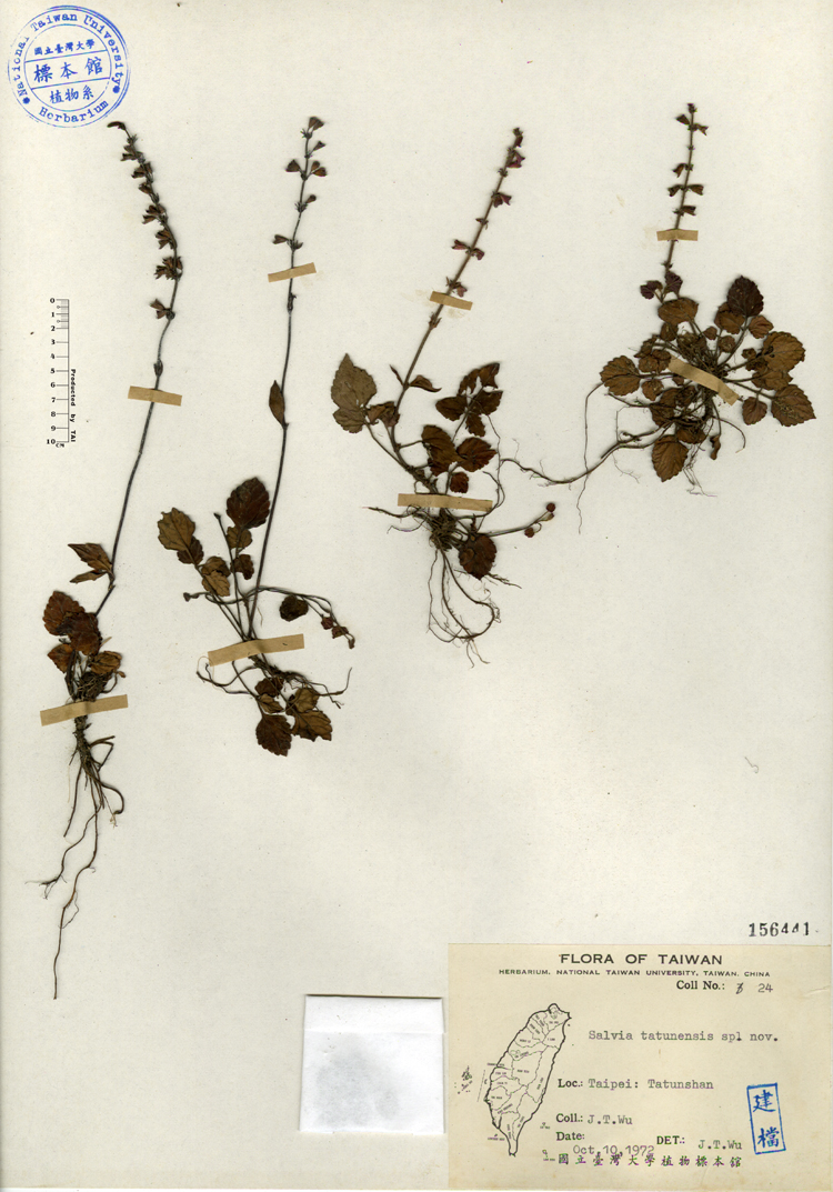 中文種名:日本紫花鼠尾草學名:Salvia tatunensis sp. nov.俗名:日本紫花鼠尾草俗名（英文）:日本紫花鼠尾草
