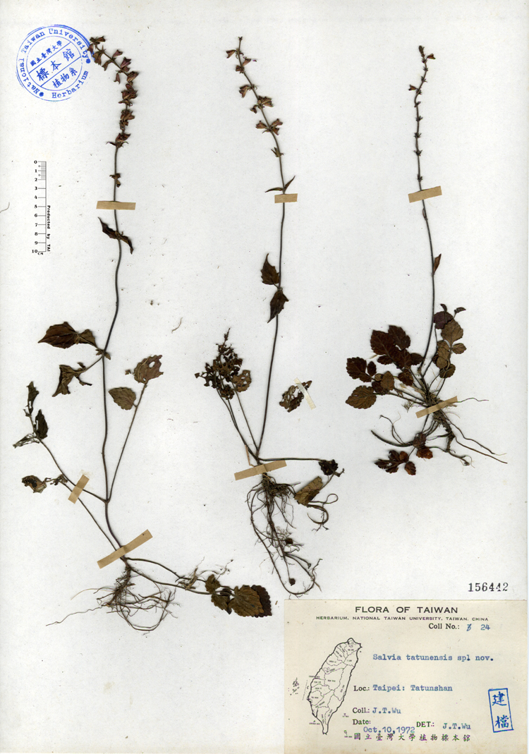 中文種名:日本紫花鼠尾草學名:Salvia tatunensis sp. nov.俗名:日本紫花鼠尾草俗名（英文）:日本紫花鼠尾草