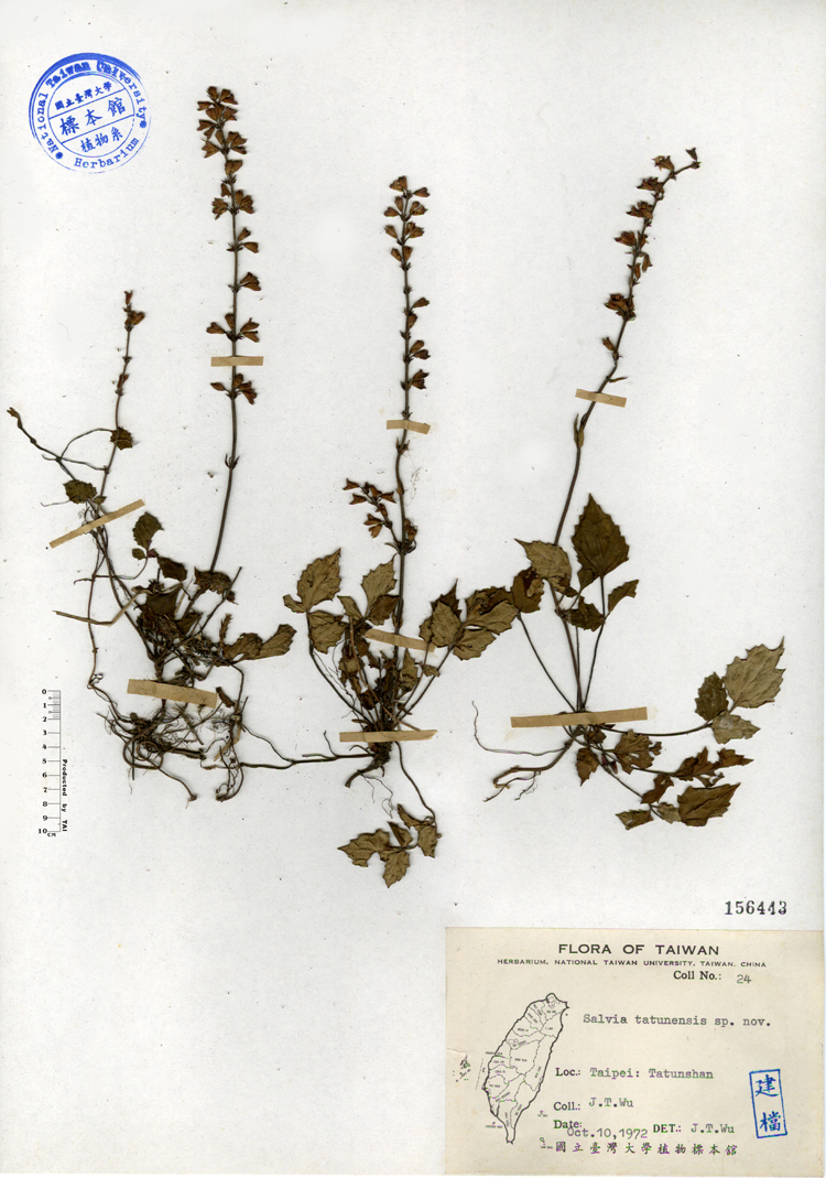 中文種名:日本紫花鼠尾草學名:Salvia tatunensis sp. nov.俗名:日本紫花鼠尾草俗名（英文）:日本紫花鼠尾草