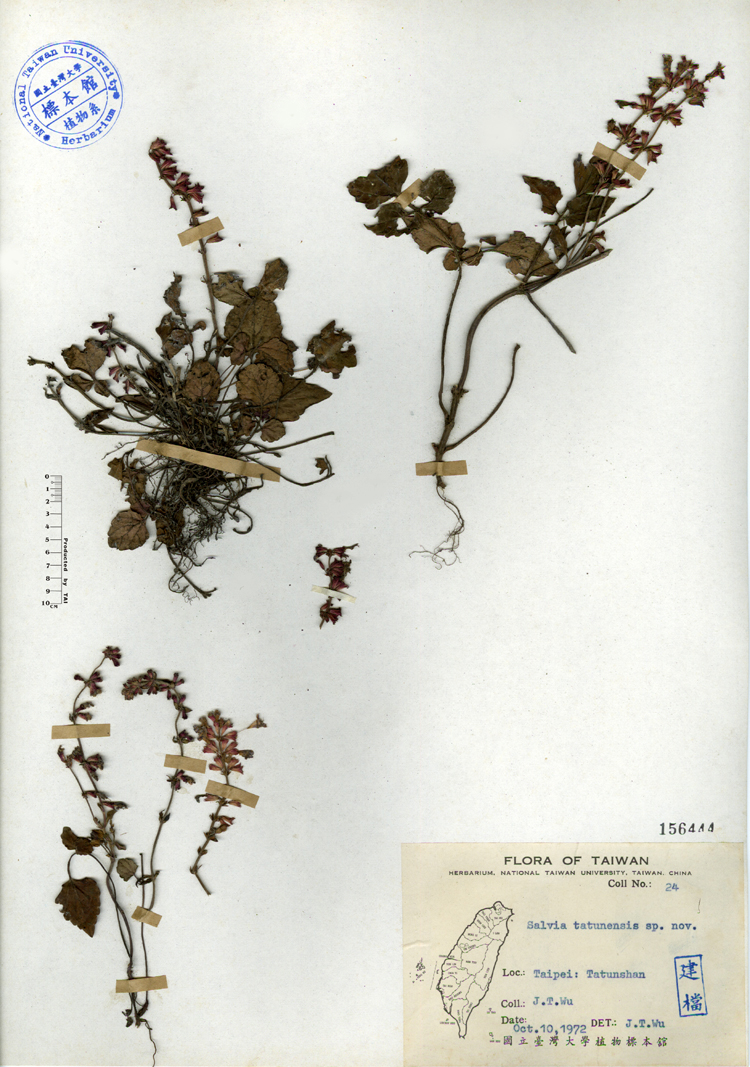 中文種名:日本紫花鼠尾草學名:Salvia tatunensis sp. nov.俗名:日本紫花鼠尾草俗名（英文）:日本紫花鼠尾草