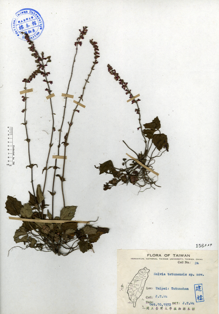 中文種名:日本紫花鼠尾草學名:Salvia tatunensis sp. nov.俗名:日本紫花鼠尾草俗名（英文）:日本紫花鼠尾草