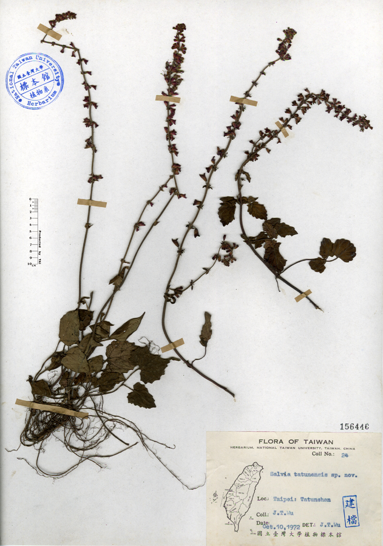 中文種名:日本紫花鼠尾草學名:Salvia tatunensis sp. nov.俗名:日本紫花鼠尾草俗名（英文）:日本紫花鼠尾草