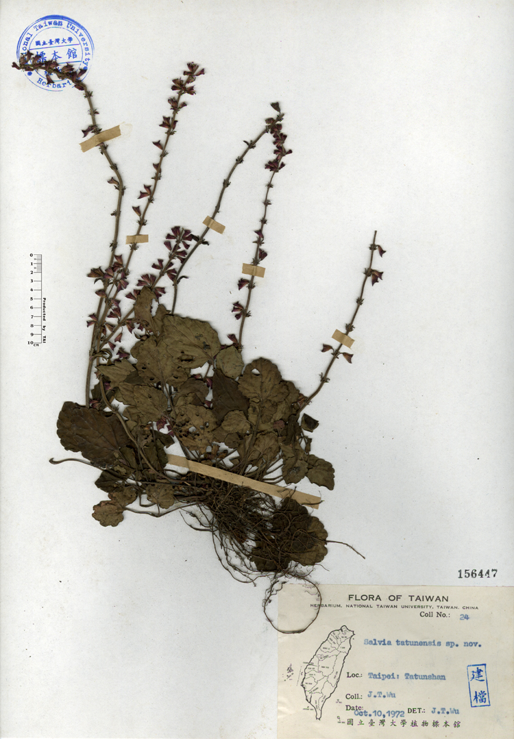 中文種名:日本紫花鼠尾草學名:Salvia tatunensis sp. nov.俗名:日本紫花鼠尾草俗名（英文）:日本紫花鼠尾草
