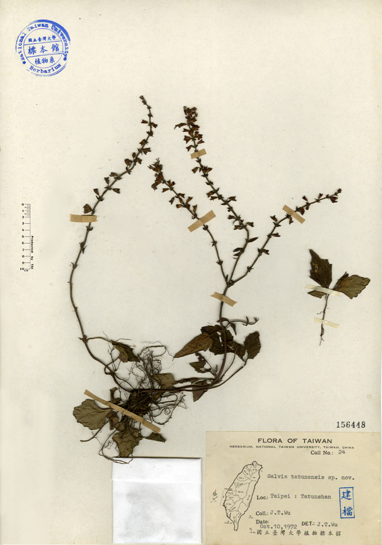 中文種名:日本紫花鼠尾草學名:Salvia tatunensis sp. nov.俗名:日本紫花鼠尾草俗名（英文）:日本紫花鼠尾草