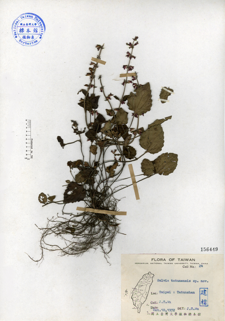 中文種名:日本紫花鼠尾草學名:Salvia tatunensis sp. nov.俗名:日本紫花鼠尾草俗名（英文）:日本紫花鼠尾草