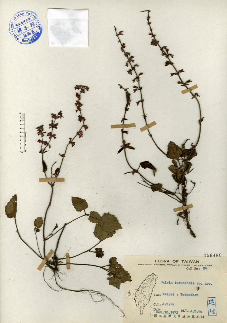 中文種名:日本紫花鼠尾草學名:Salvia tatunensis sp. nov.俗名:日本紫花鼠尾草俗名（英文）:日本紫花鼠尾草