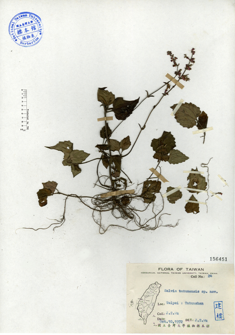 中文種名:日本紫花鼠尾草學名:Salvia tatunensis sp. nov.俗名:日本紫花鼠尾草俗名（英文）:日本紫花鼠尾草