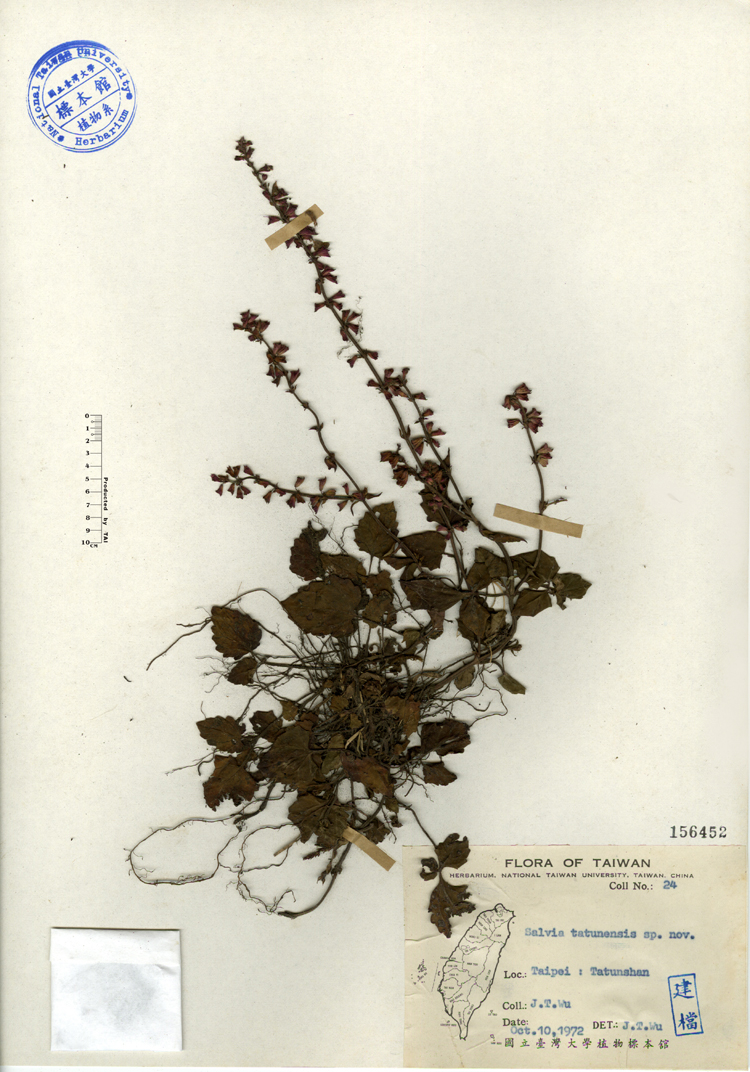 中文種名:日本紫花鼠尾草學名:Salvia tatunensis sp. nov.俗名:日本紫花鼠尾草俗名（英文）:日本紫花鼠尾草