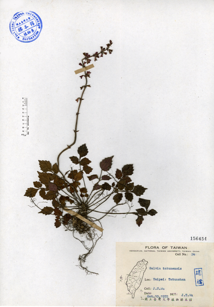 中文種名:日本紫花鼠尾草學名:Salvia tatunensis sp. nov.俗名:日本紫花鼠尾草俗名（英文）:日本紫花鼠尾草
