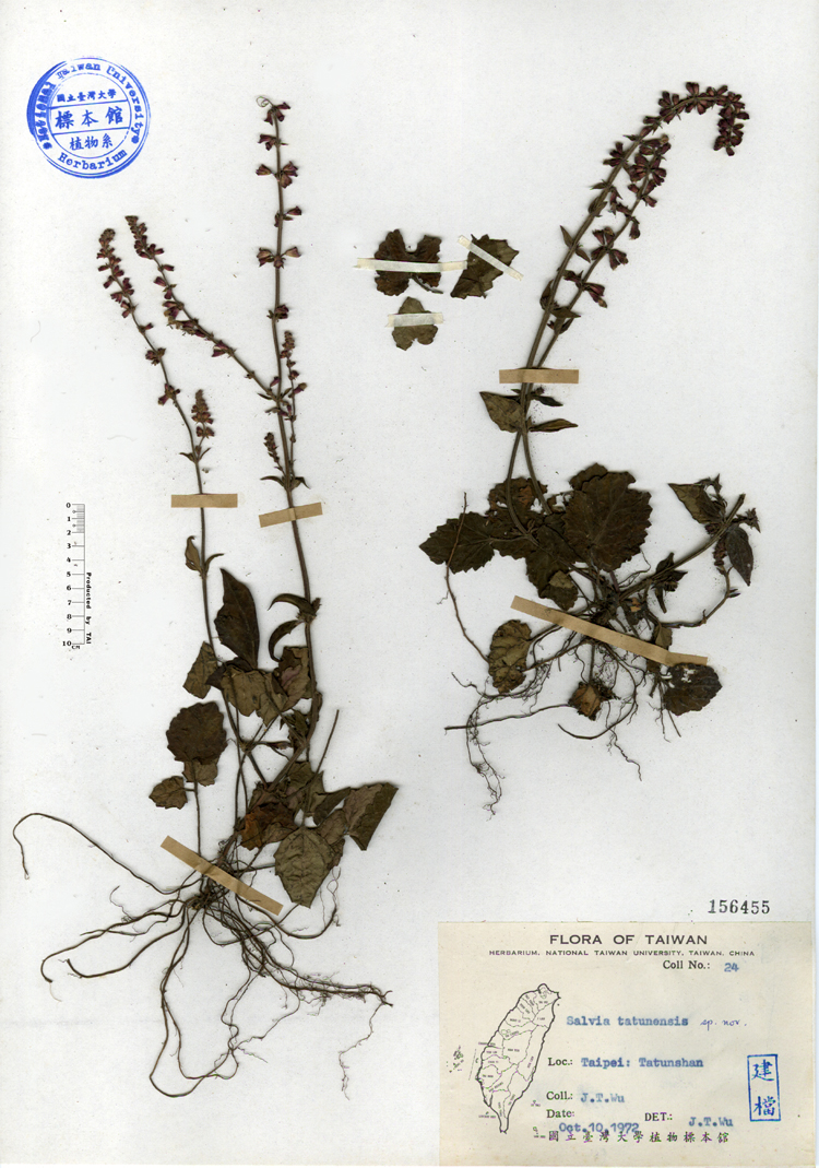 中文種名:日本紫花鼠尾草學名:Salvia tatunensis sp. nov.俗名:日本紫花鼠尾草俗名（英文）:日本紫花鼠尾草