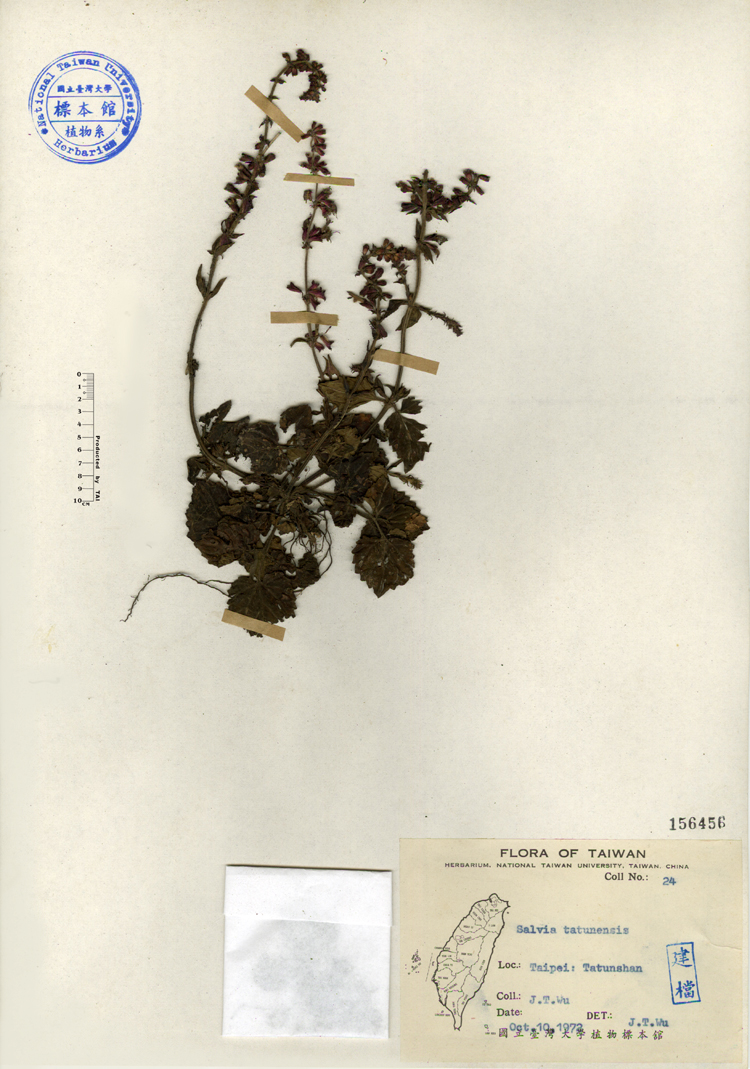 中文種名:日本紫花鼠尾草學名:Salvia tatunensis sp. nov.俗名:日本紫花鼠尾草俗名（英文）:日本紫花鼠尾草