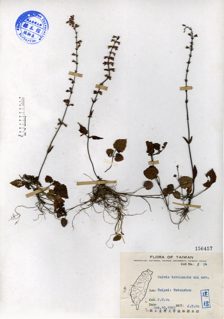 中文種名:日本紫花鼠尾草學名:Salvia tatunensis sp. nov.俗名:日本紫花鼠尾草俗名（英文）:日本紫花鼠尾草