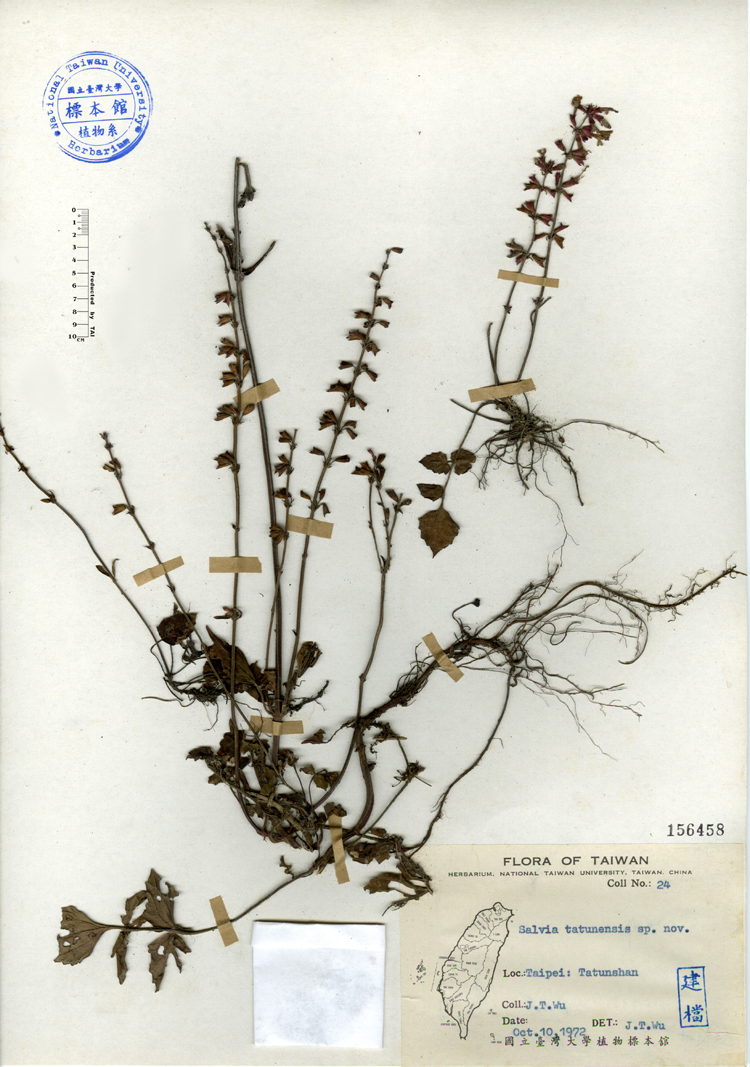 中文種名:日本紫花鼠尾草學名:Salvia tatunensis sp. nov.俗名:日本紫花鼠尾草俗名（英文）:日本紫花鼠尾草