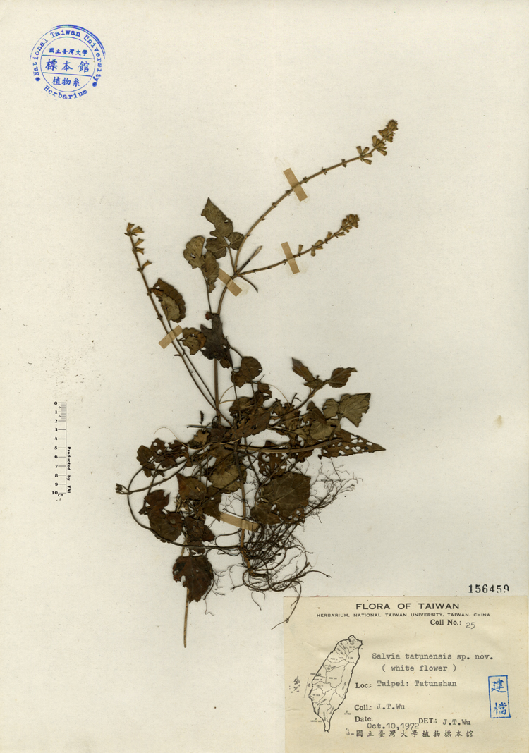 中文種名:日本紫花鼠尾草學名:Salvia tatunensis sp. nov.俗名:日本紫花鼠尾草俗名（英文）:日本紫花鼠尾草