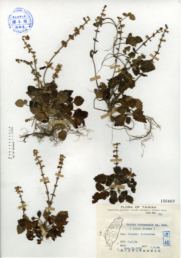 中文種名:日本紫花鼠尾草學名:Salvia tatunensis sp. nov.俗名:日本紫花鼠尾草俗名（英文）:日本紫花鼠尾草