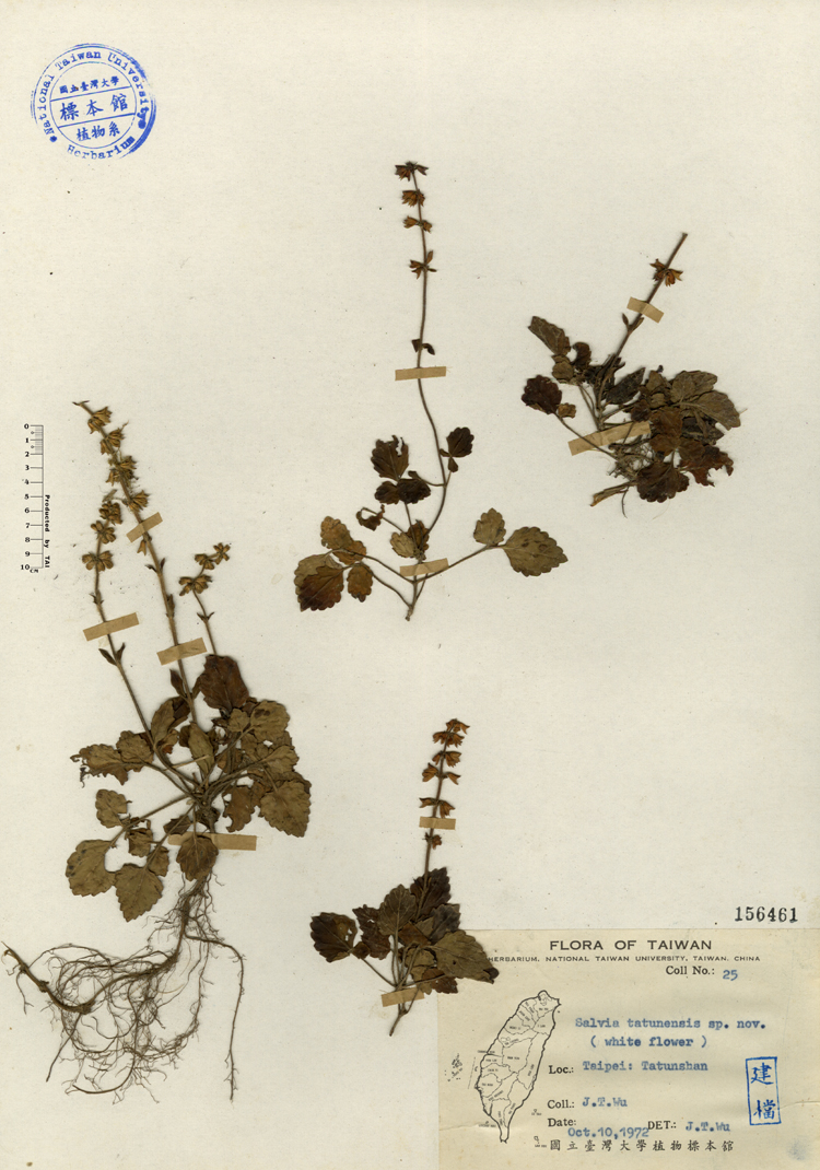 中文種名:日本紫花鼠尾草學名:Salvia tatunensis sp. nov.俗名:日本紫花鼠尾草俗名（英文）:日本紫花鼠尾草