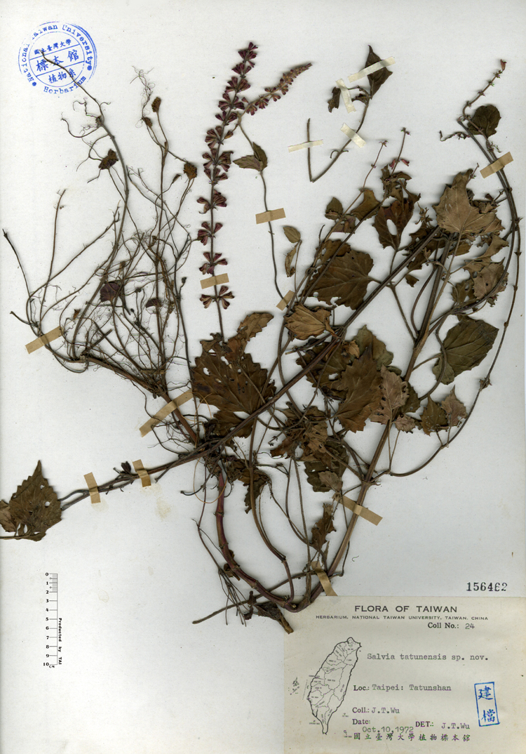 中文種名:日本紫花鼠尾草學名:Salvia tatunensis sp. nov.俗名:日本紫花鼠尾草俗名（英文）:日本紫花鼠尾草